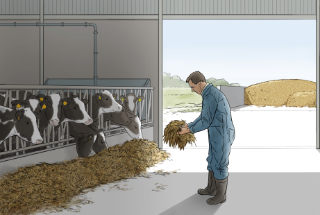Feeding cows